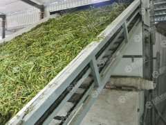 小麥秸稈烘干現(xiàn)場(chǎng)